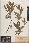 Foto von Salix daphnoides Vill.